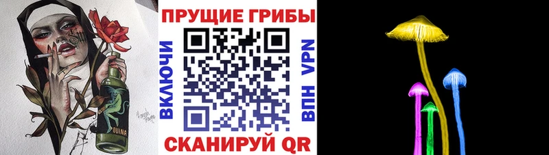 Купить  Волхов  Галлюциногенные грибы Psilocybe 